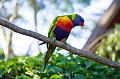 Rainbow lorikeet outside The Polish Place restaurant, Mount Tamborine IMGP0705